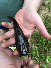 Ameiurus platycephalus