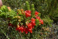 Erica ardens