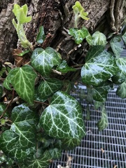 Hedera helix