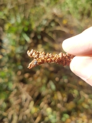 Psyllobora picta