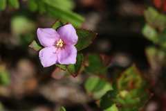 Rhexia nuttallii