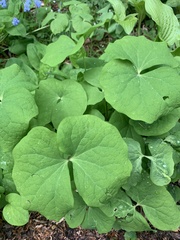 Jeffersonia
