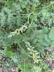 Corydalis heterocarpa