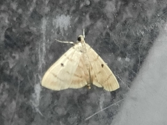 Notarcha