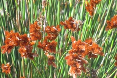 Elegia tectorum