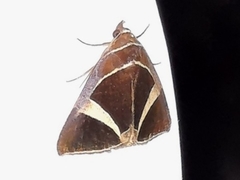 Fodina contigua
