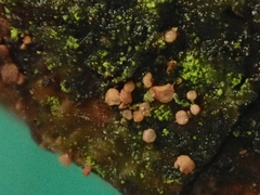 Pezicula eucrita