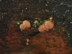 Pezicula eucrita