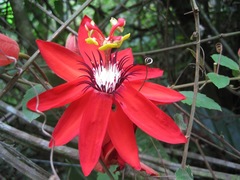 Passiflora coccinea