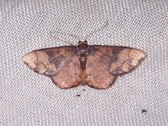 Metallaxis semipurpurascens