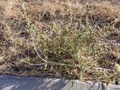 Salsola kali ruthenica