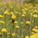 Senega rugelii - Photo (c) Lois Posey, algunos derechos reservados (CC BY-NC), subido por Lois Posey