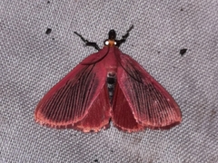 Arctioblepsis rubida
