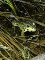 Pelophylax lessonae