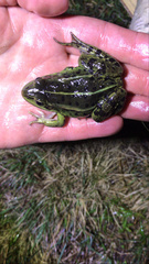Pelophylax lessonae