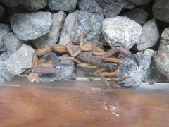 Centruroides edwardsii