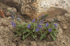 Veronica schmidtiana