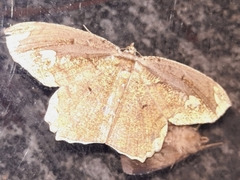 Pareumelea eugeniata