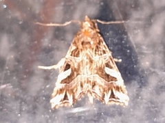 Callopistria exotica