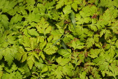 Geranium robertianum