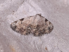 Mataeomera semialba