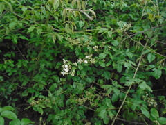 Rubus floribundus