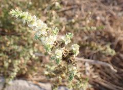 Salsola kali ruthenica