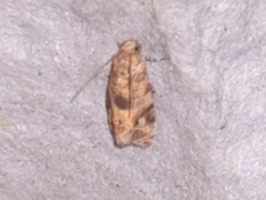 Lobesia aeolopa