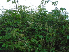 Rubus floribundus