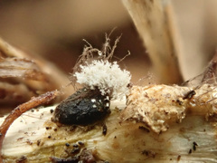 Botrytis