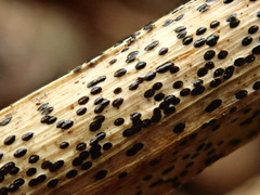 Lophodermium paeoniae