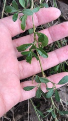 Phyla nodiflora minor