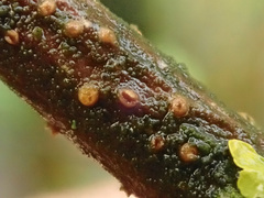 Pezicula ocellata