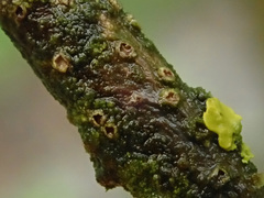 Pezicula ocellata