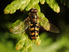 Epistrophella euchroma