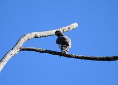 Rupornis magnirostris