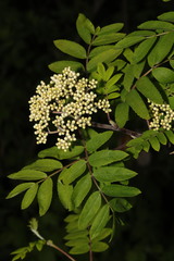 Sorbus aucuparia