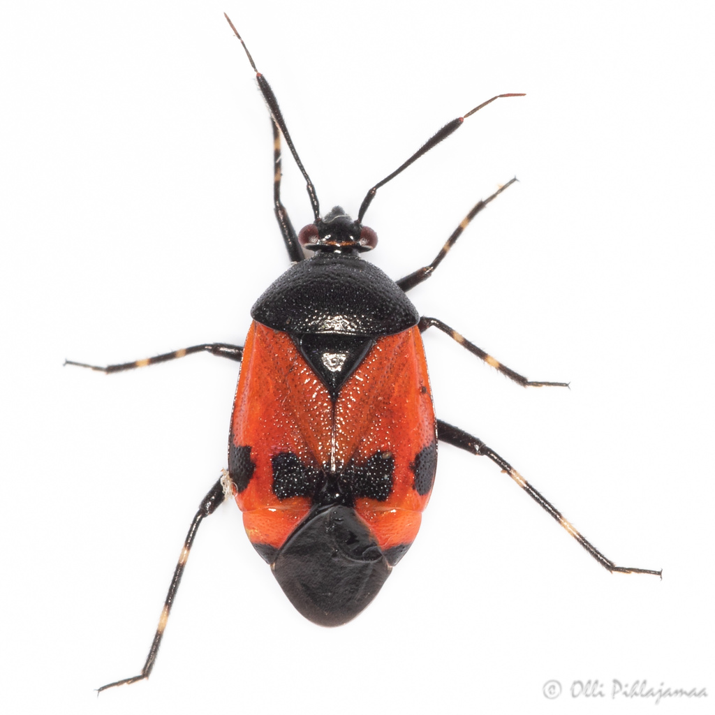 Deraeocoris rutilus