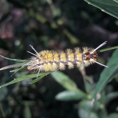 Lophocampa citrina