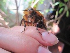 Archimandrita tessellata