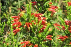 Erica unicolor