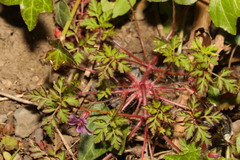 Geranium robertianum