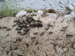 Eciton burchellii parvispinum