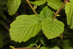 Corylus avellana