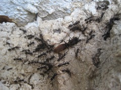 Eciton burchellii parvispinum