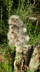 Asteraceae