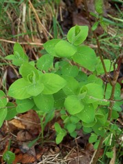 Lonicera hirsuta