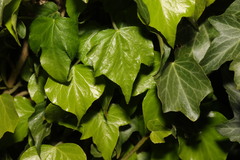 Hedera helix