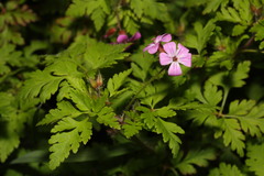 Geranium robertianum