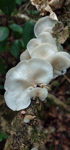 Cyphellaceae image